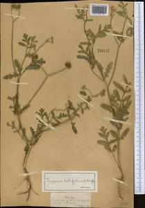 Turgenia latifolia (L.) Hoffm., Middle Asia, Northern & Central Tian Shan (M4) (Kazakhstan)