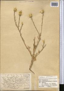 Centaurea solstitialis L., Middle Asia, Pamir & Pamiro-Alai (M2) (Tajikistan)