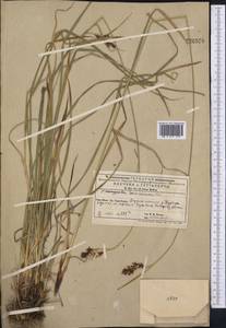Carex caucasica Steven, Middle Asia, Western Tian Shan & Karatau (M3) (Kyrgyzstan)