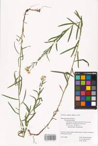 Achillea ptarmica L., Eastern Europe, North-Western region (E2) (Russia)