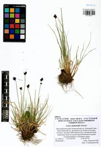 Carex lachenalii Schkuhr , nom. cons., Siberia, Altai & Sayany Mountains (S2) (Russia)