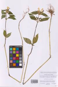 Galeopsis speciosa Mill., Eastern Europe, Moscow region (E4a) (Russia)