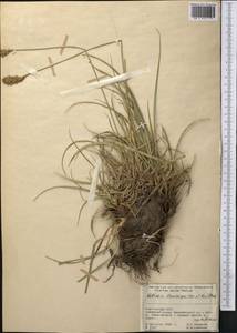 Carex kokanica (Regel) S.R.Zhang, Middle Asia, Pamir & Pamiro-Alai (M2) (Kyrgyzstan)