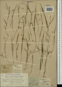 Lathyrus nissolia L., Crimea (KRYM) (Russia)