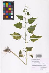 Chenopodiastrum hybridum (L.) S. Fuentes, Uotila & Borsch, Eastern Europe, Central forest-and-steppe region (E6) (Russia)
