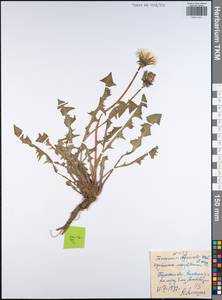 Taraxacum officinale Weber ex Wiggins, Eastern Europe, Central region (E4) (Russia)