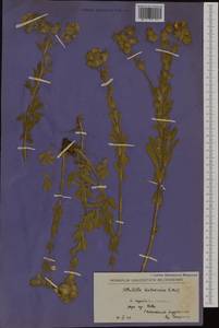 Potentilla recta subsp. pilosa (Willd.) Jáv., Western Europe (EUR) (North Macedonia)