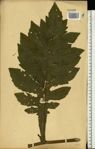 Cirsium oleraceum (L.) Scop., Eastern Europe, Central forest-and-steppe region (E6) (Russia)
