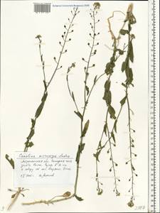 Camelina microcarpa Andrz. ex DC., Eastern Europe, Lower Volga region (E9) (Russia)