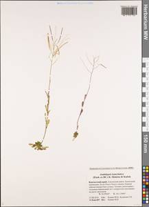 Arabidopsis lyrata subsp. kamchatica (Fisch. ex DC.) O'Kane & Al-Shehbaz, Siberia, Chukotka & Kamchatka (S7) (Russia)