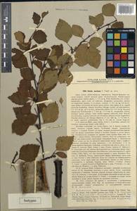 Betula pendula subsp. pendula, Siberia, Baikal & Transbaikal region (S4) (Russia)
