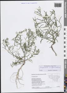 Corispermum hyssopifolium L., Eastern Europe, Central region (E4) (Russia)