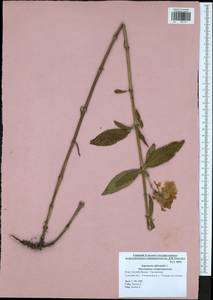 Saponaria officinalis L., Eastern Europe, Central region (E4) (Russia)