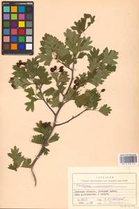 Crataegus monogyna Jacq., Eastern Europe, South Ukrainian region (E12) (Ukraine)