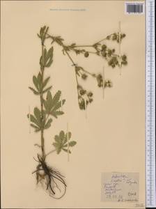 Potentilla recta L., America (AMER) (United States)