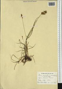 Carex divulsa Stokes, Western Europe (EUR) (Spain)
