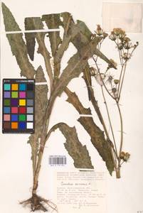 Sonchus arvensis L., Eastern Europe, Lower Volga region (E9) (Russia)