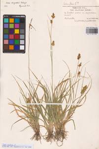 Carex oederi var. oederi, Eastern Europe, North-Western region (E2) (Russia)