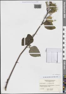 Arctium × ambiguum (Čelak.) Nyman, Siberia, Russian Far East (S6) (Russia)