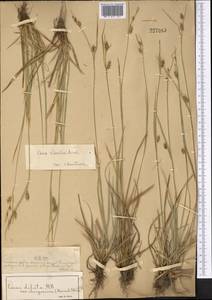 Carex diluta M.Bieb., Middle Asia, Muyunkumy, Balkhash & Betpak-Dala (M9) (Kazakhstan)