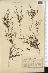 Microparacaryum intermedium subsp. intermedium, Middle Asia, Syr-Darian deserts & Kyzylkum (M7) (Uzbekistan)