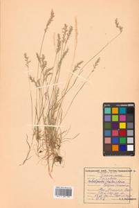 Koeleria subalpestris (Hartm.) Barberá, Quintanar, Soreng & P.M.Peterson, Siberia, Russian Far East (S6) (Russia)