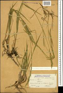 Brachypodium pinnatum (L.) P.Beauv., Caucasus, Armenia (K5) (Armenia)
