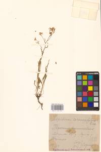 Lepidium coronopifolium Fisch., Eastern Europe, Middle Volga region (E8) (Russia)