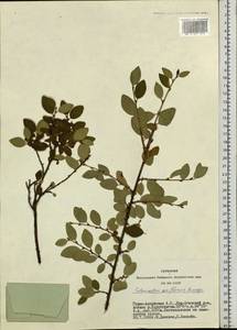 Cotoneaster uniflorus Bunge, Siberia, Altai & Sayany Mountains (S2) (Russia)