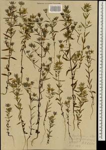 Swertia diluta (Turcz.) Benth. & Hook. fil., South Asia, South Asia (Asia outside ex-Soviet states and Mongolia) (ASIA) (North Korea)