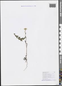 Crepis setosa Haller fil., Caucasus, Krasnodar Krai & Adygea (K1a) (Russia)