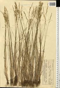 Poa attenuata Trin., Middle Asia, Caspian Ustyurt & Northern Aralia (M8) (Kazakhstan)
