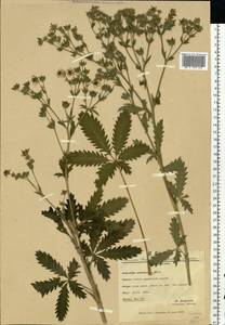 Potentilla recta subsp. obscura (Willd.) Arcang., Eastern Europe, West Ukrainian region (E13) (Ukraine)