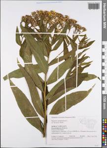 Senecio sarracenicus L., Eastern Europe, Central region (E4) (Russia)