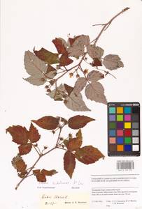 Rubus sachalinensis H.Lév., Siberia, Western Siberia (S1) (Russia)