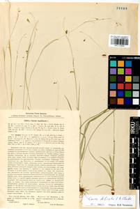 Carex delicata C.B.Clarke, Siberia, Baikal & Transbaikal region (S4) (Russia)