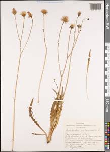 Scorzoneroides autumnalis subsp. autumnalis, Siberia, Western Siberia (S1) (Russia)