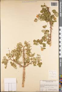 Lonicera, South Asia, South Asia (Asia outside ex-Soviet states and Mongolia) (ASIA) (Iran)