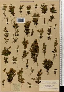 Gentianella biebersteinii (Bunge) Holub, Caucasus, Krasnodar Krai & Adygea (K1a) (Russia)