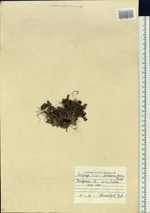 Saxifraga bronchialis subsp. stelleriana (Merk ex Ser.) Malysch., Siberia, Chukotka & Kamchatka (S7) (Russia)