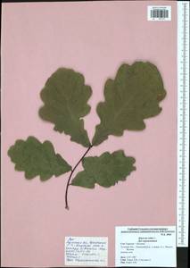 Quercus robur L., Eastern Europe, Central region (E4) (Russia)