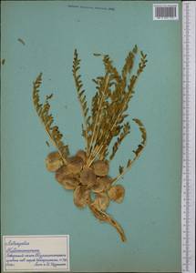 Astragalus, Middle Asia, Pamir & Pamiro-Alai (M2) (Tajikistan)