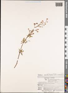 Scrophularia olympica Boiss., Caucasus, North Ossetia, Ingushetia & Chechnya (K1c) (Russia)
