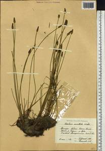 Eleocharis mamillata (H.Lindb.) H.Lindb., Siberia, Russian Far East (S6) (Russia)