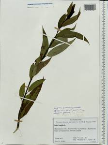 Salix fragilis L., Eastern Europe, Central forest region (E5) (Russia)