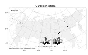 Carex coriophora Fisch. & C.A.Mey. ex Kunth, Atlas of the Russian Flora (FLORUS) (Russia)