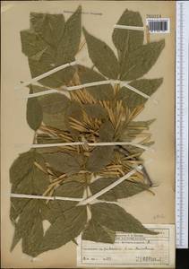 Fraxinus americana L., Middle Asia, Western Tian Shan & Karatau (M3) (Kazakhstan)