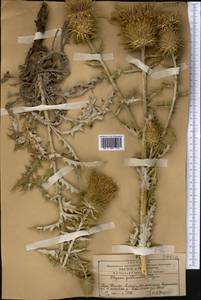 Olgaea pectinata Iljin, Middle Asia, Western Tian Shan & Karatau (M3) (Kazakhstan)