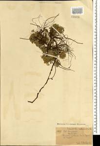 Potentilla acaulis L., Mongolia (MONG) (Mongolia)