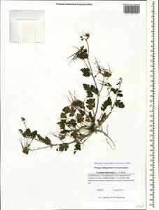 Erodium malacoides, Caucasus, Azerbaijan (K6) (Azerbaijan)